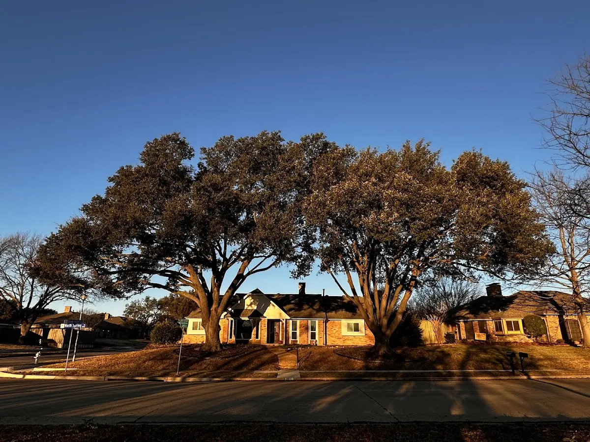 Established residential canopy tree shading a home in Bayville